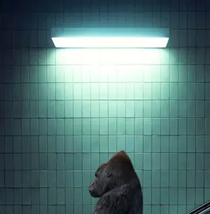 Mr Strange - De roltrap kopen? Bied vanaf 80!