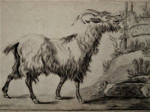 Niet of onleesbaar gesigneerd - Magnifieke 19e eeuwse tekening "Schapenbok" gesigneerd kopen? Bied vanaf 1!