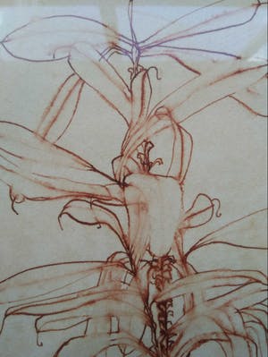 Niet of onleesbaar gesigneerd - Z.T. ''Botanische tekening, in rode inkt.'' Gallerie Oud Ambacht, Muck Douma. kopen? Bied vanaf 1!