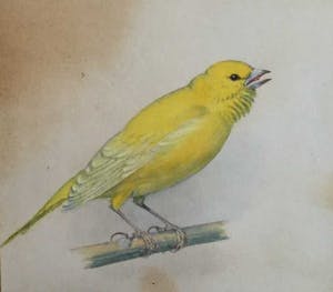 Karl Schicktanz - C3736-12 - Vogeltje kopen? Bied vanaf 50!