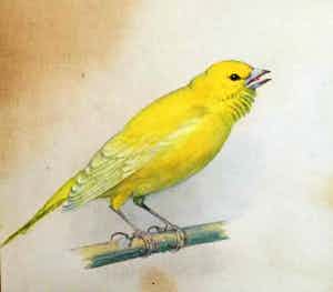 Karl Schicktanz - C3736-12 - Vogeltje verkocht voor € 50!