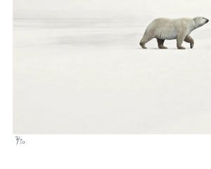 Mr. Strange - Artic kopen? Bied vanaf 50!