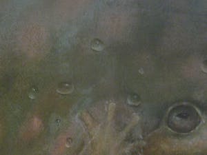 Jose van Kleef - ''the happy frog'' kopen? Bied vanaf 275!