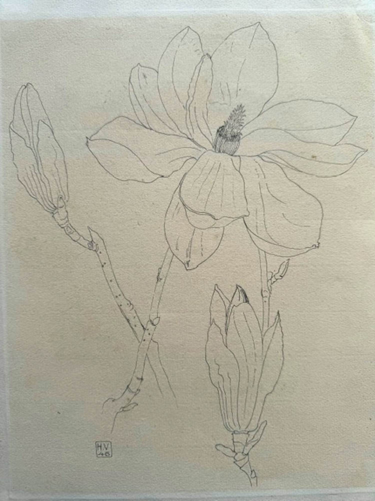 Henk Voskuyl - Magnolia kopen? Bied vanaf 35!