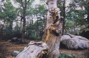Paul Huf - Foto, Gorges d'Apremont bij Barbizon - Ingelijst kopen? Bied vanaf 1!