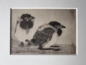Jan Mankes - Heliogravure " Jonge eksters " kaufen? Bieten Sie von 135!