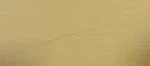 Arjen Toet - Acryl op doek, Zonder titel II kopen? Bied vanaf 50!