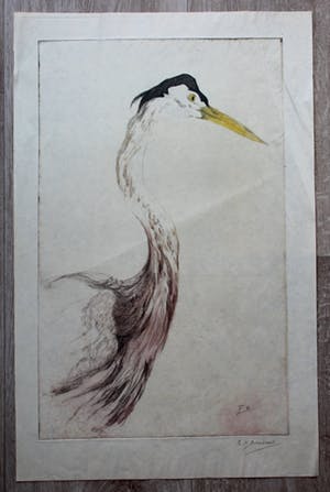 Frederika Broeksmit - ets-vogel kopen? Bied vanaf 10!