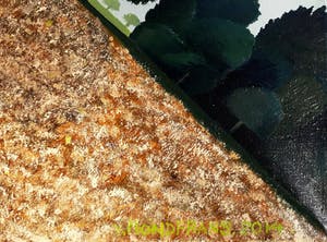 Erna van Mondfrans - Landschap met karweizaad, olieverf op doek (groot) kopen? Bied vanaf 275!