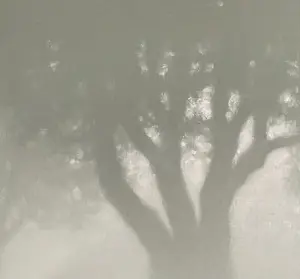 Tobias Spierenburg - Boom in de mist kopen? Bied vanaf 650!