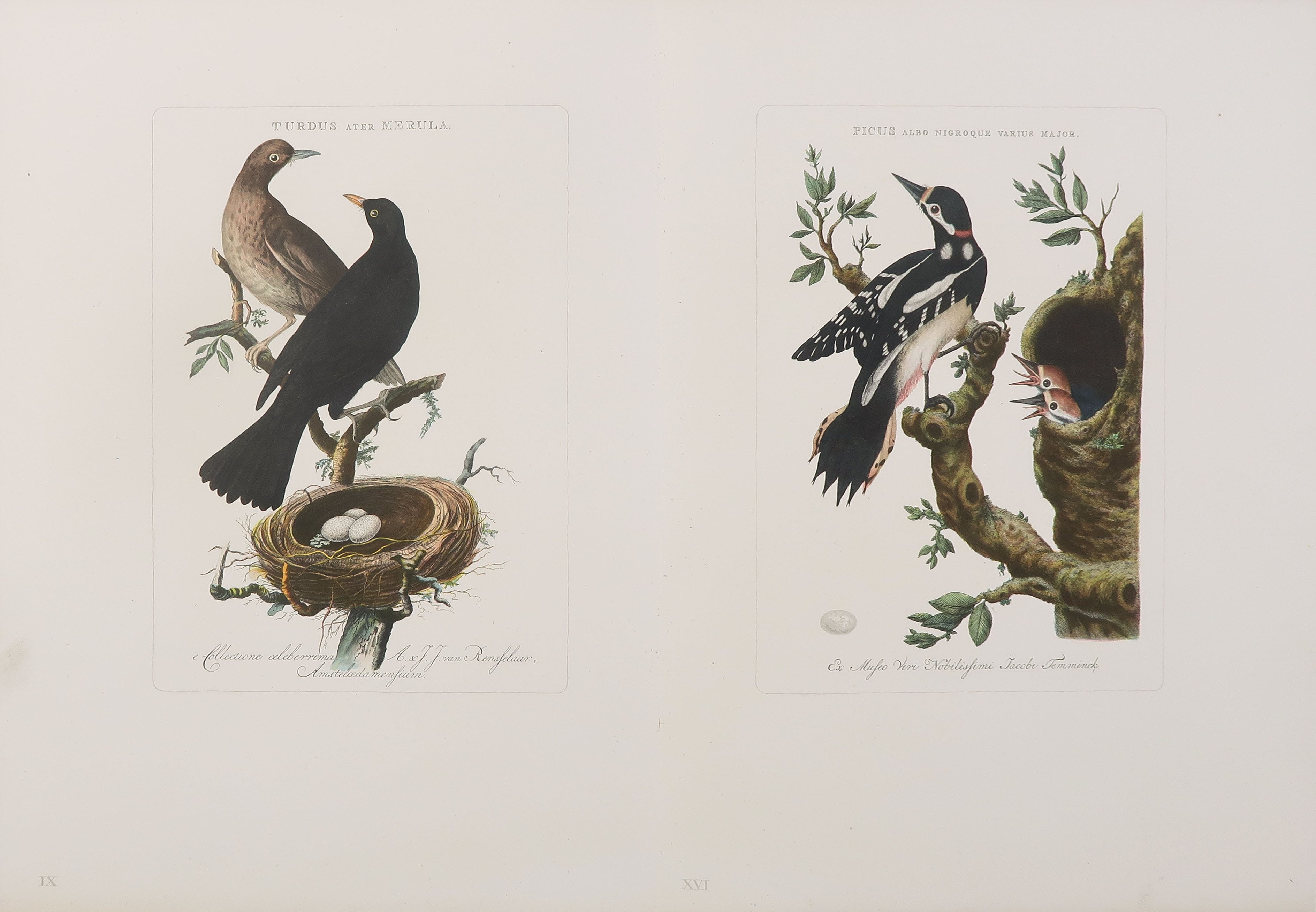 M.C. Escher - Houtgravure, Spinrag (incl. gedicht van A.E. Drijfhout en twee andere werken) kopen? Bied vanaf 200!
