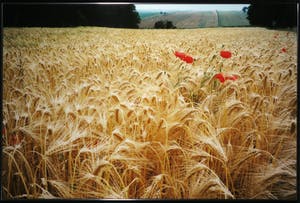 Paul Huf - C-Print, Tarwe - Ingelijst (Zeer groot) kopen? Bied vanaf 1!