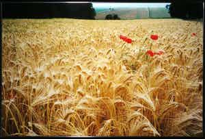 Paul Huf - C-Print, Tarwe - Ingelijst (Zeer groot) verkocht voor € 1!