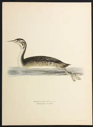 Wilhelm von Wright - Litho, Podiceps Cristatus, uit Svenska foglar (...) kopen? Bied vanaf 1!