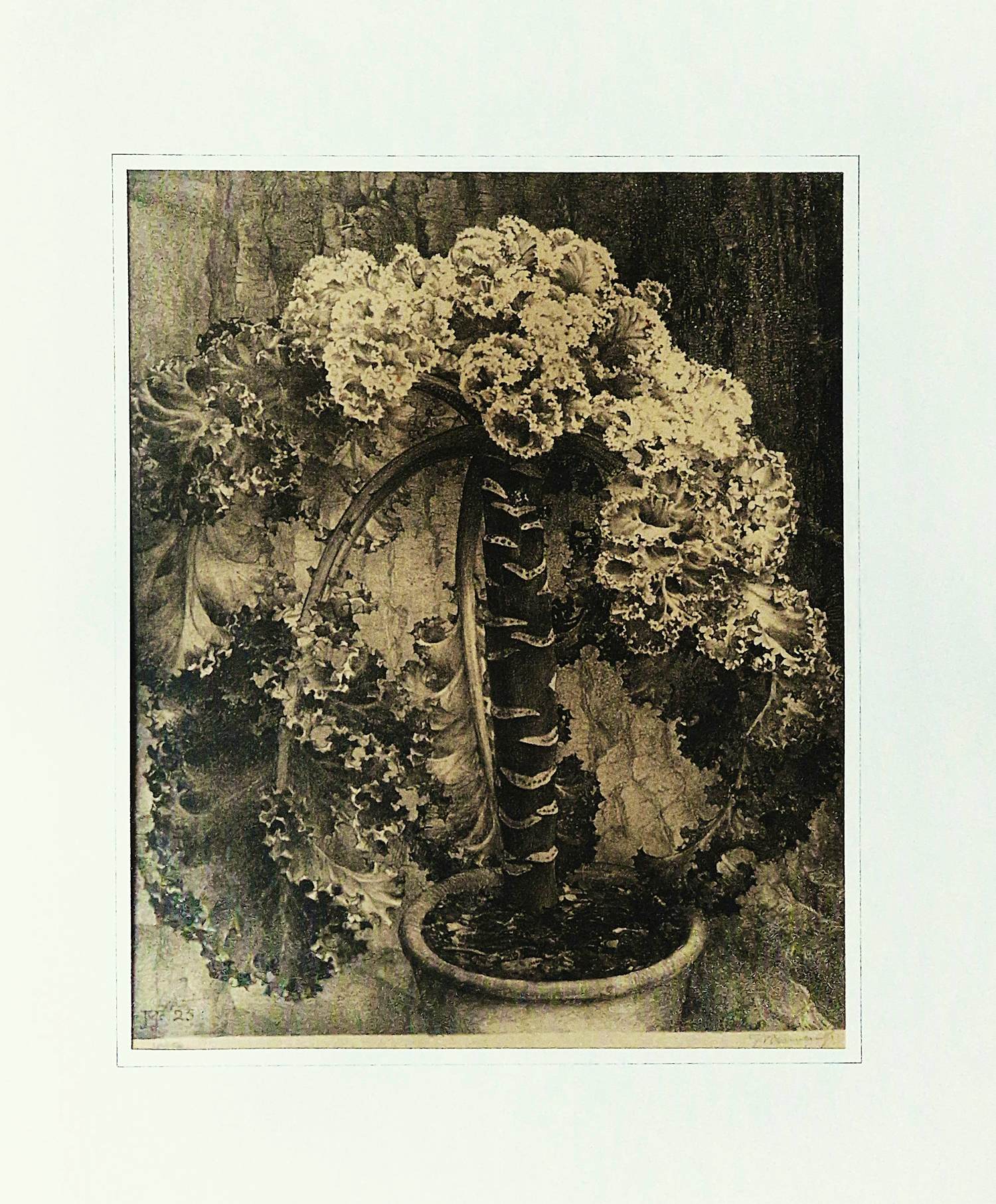 Jan Voerman (jr.) - Grote lithografie - 1925 - "bloeiende potplant" - beperkte oplage (100) kopen? Bied vanaf 29!