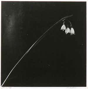 Paul Blanca - Foto, Flower verkocht voor € 100!