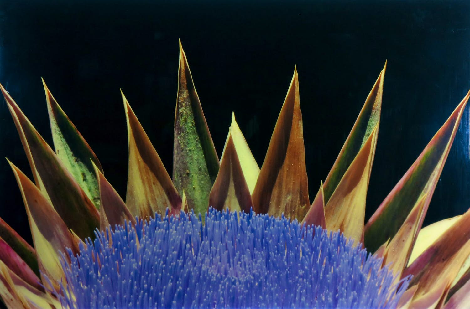 Buy Henk van der Walle - Foto, Fierce - Dibond? Bid from 60!