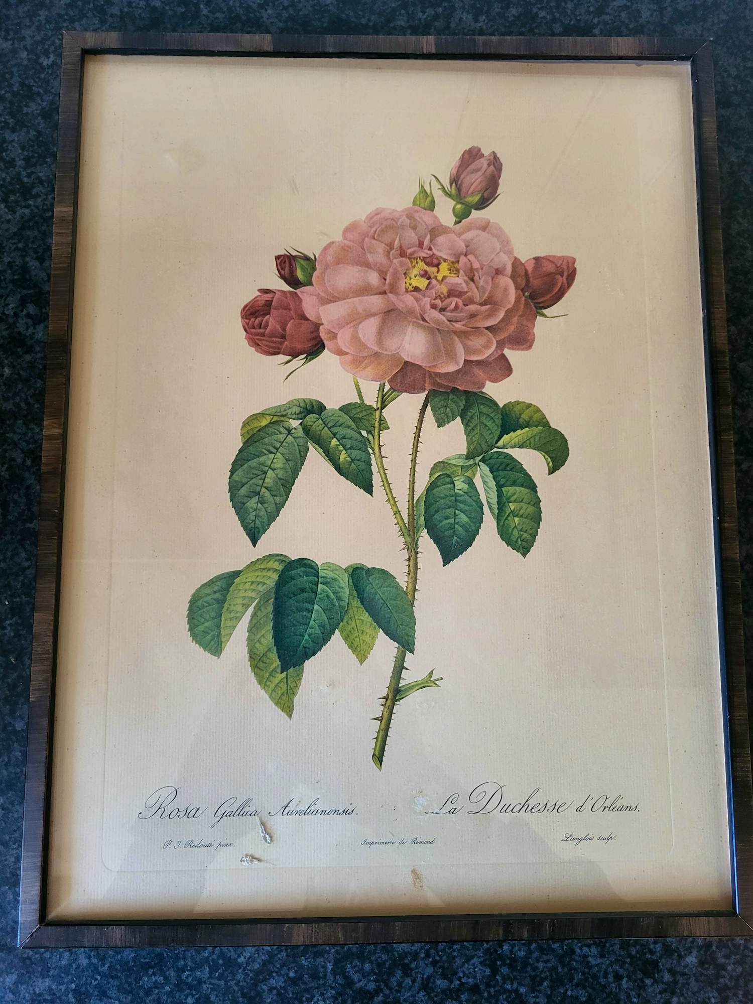 Pierre-Joseph Redoute - Rosa Gallica Aurelianensis ,La Duchesse d'Oreleans kopen? Bied vanaf 20!