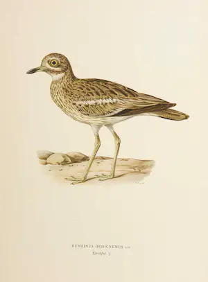 Wilhelm von Wright - Litho, Burhinus Oedicnemus, uit Svenska foglar (...) kaufen? Bieten Sie von 1!
