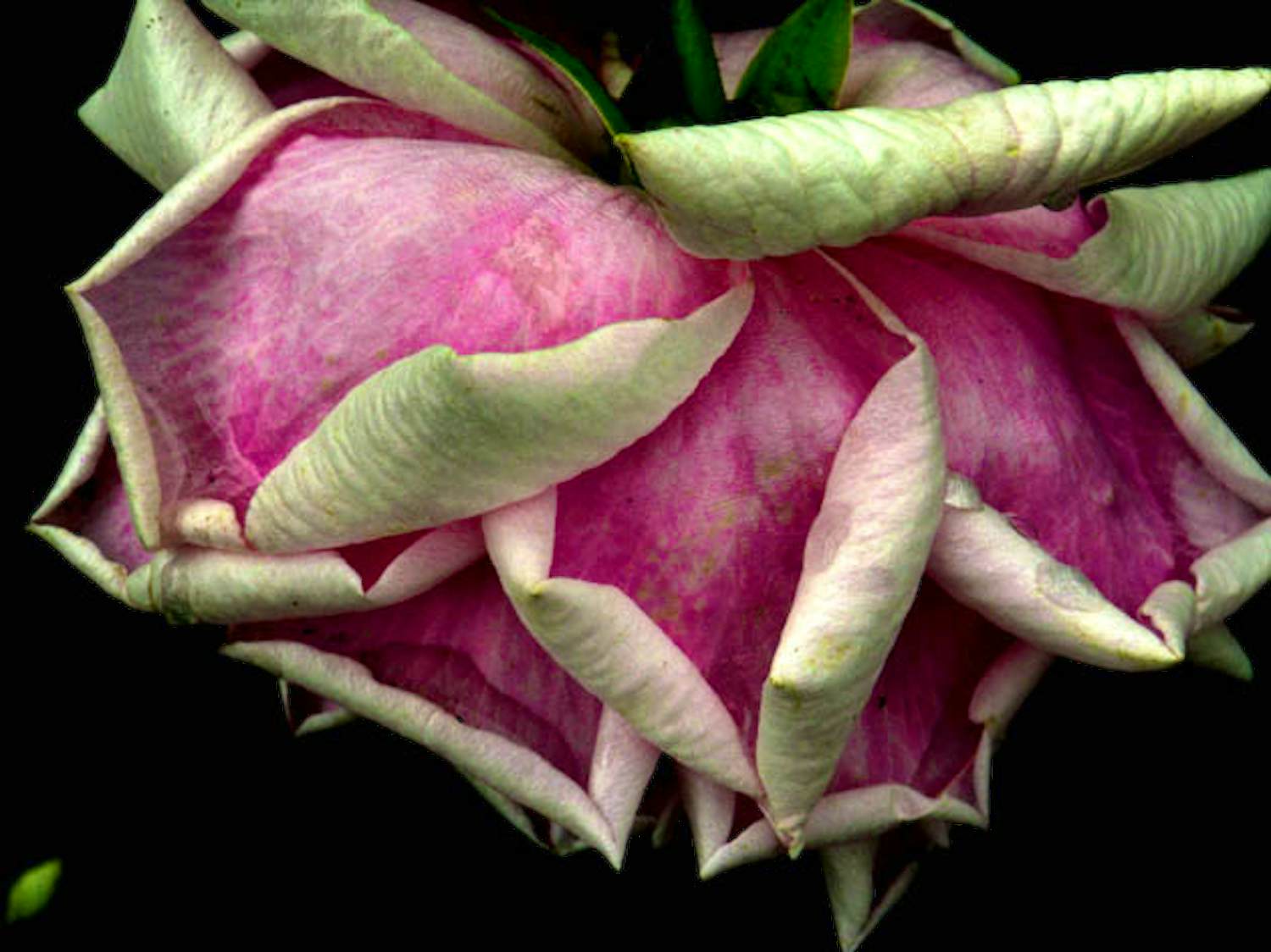 Bert Houweling - Roos 39 verkocht voor € 110!