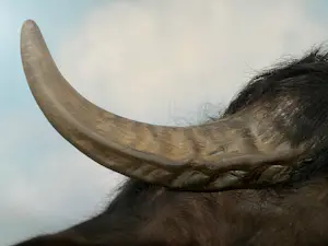 AcheterRini Hurkmans - Buffel? Enchérissez de 50!
