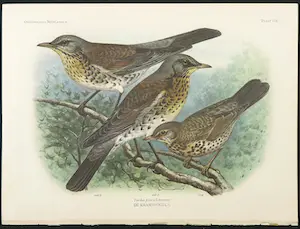 Eduard Daniël van Oort - Chromolitho, Lot van vier voorstellingen uit 'De Vogels van Nederland' kopen? Bied vanaf 1!