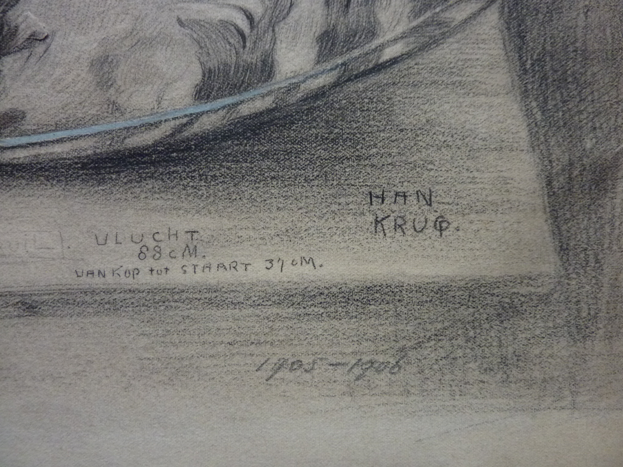 Han Krug - Tekening "Bosuil" 1905 kopen? Bied vanaf 90!