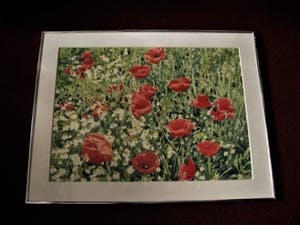 Ger van Dijck - Galerie Mia Joosten - GROOT! gesigneerde Gouache "Voorjaarsweide met Klaprozen" kopen? Bied vanaf 10!