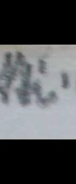 Lotti van der Gaag - tekening in catalogus Stedelijk Museum Amsterdam - 1962 kopen? Bied vanaf 75!