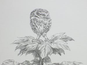 Peter Vos - Uil in boomtop - Litho kopen? Bied vanaf 100!