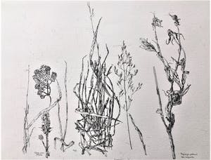 Simon Koene - Wilde planten met gele morgenster kopen? Bied vanaf 35!