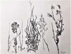 Simon Koene - Wilde planten met gele morgenster verkocht voor € 35!