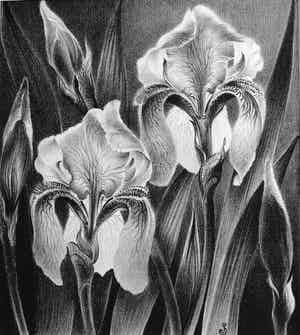 Jan Schonk - Z.t. (Irissen) verkocht voor € 60!