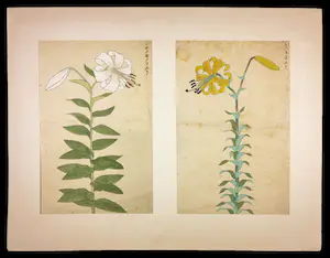 Niet of onleesbaar gesigneerd - 19e eeuwse Houtdruk, Lelie's kopen? Bied vanaf 1!