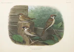 Eduard Daniël van Oort - Chromolitho, Lot van vier voorstellingen uit 'De Vogels van Nederland' kopen? Bied vanaf 1!