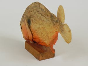 Curiosa - Piranha uit Venezuela kopen? Bied vanaf 1!