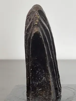 Corry Ammerlaan - Wind bride kopen? Bied vanaf 49!