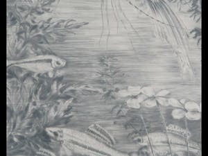 Frans IJserinkhuijsen - Tropische vissen kopen? Bied vanaf 1!