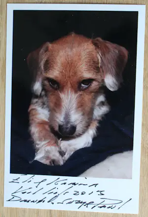 Paul Blanca - C print: "Hond Dreutel" - 2013 kopen? Bied vanaf 150!