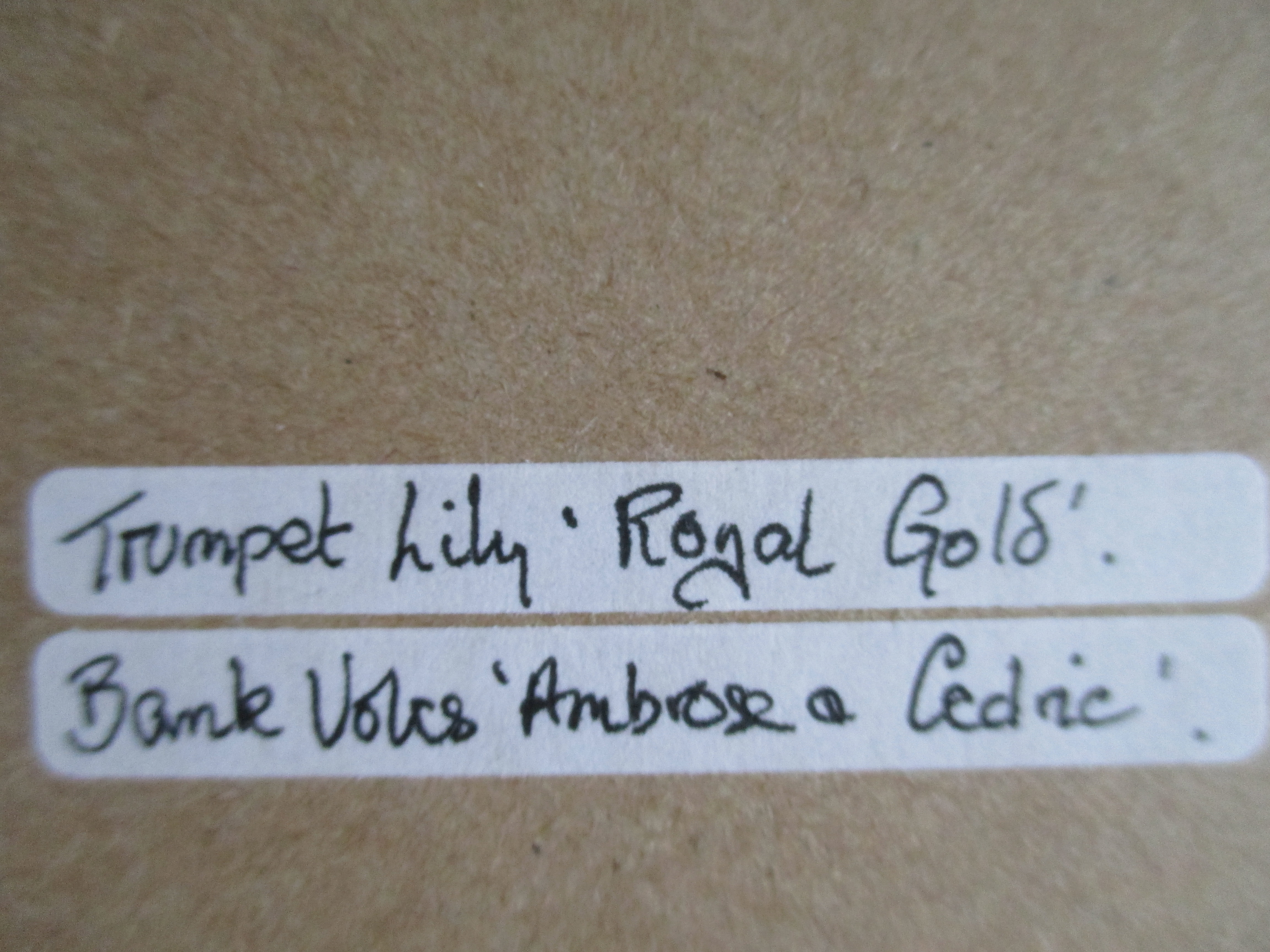 Julia Griffith-Jones - Gouache "Trumpet Lily Royal Gold" kopen? Bied vanaf 1!