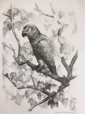 Aart van Dobbenburgh - Papegaai kopen? Bied vanaf 20!