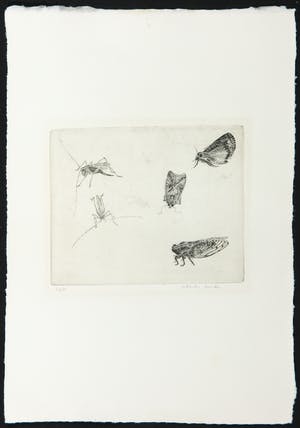 Charles Donker - Ets, Insecten kopen? Bied vanaf 100!