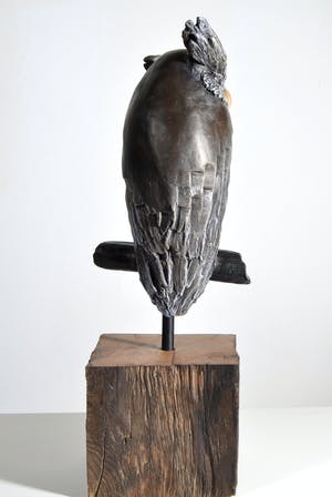 Tosca van Oorschot - Maleise Oehoe kopen? Bied vanaf 150!