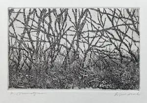 Willem Minderman - Duindoorn, ets kopen? Bied vanaf 45!