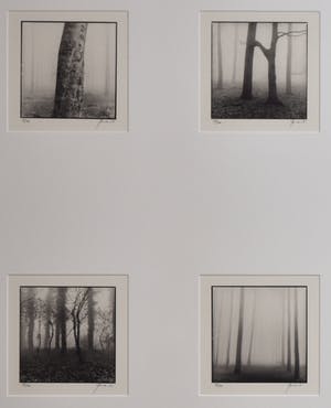 Ralph Janowski - Bomen kopen? Bied vanaf 1!