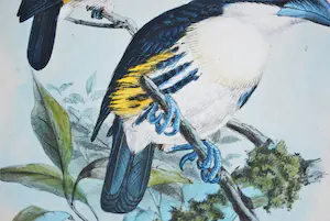 Johannes Gerardus Keulemans - kleurenlitho uit 1870 - Spechtvogels ♀+♂ kopen? Bied vanaf 45!