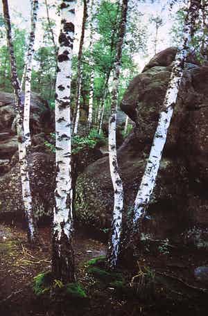 Paul Huf - Foto, Zonder titel - Ingelijst verkocht voor € 1!