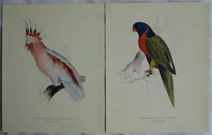 Edward Lear - Portfolio met 12 prenten van Papegaaien en Parkieten - 1990 kopen? Bied vanaf 10!