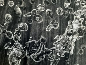 Anton Lutgerink - Dartel 1967 kopen? Bied vanaf 75!