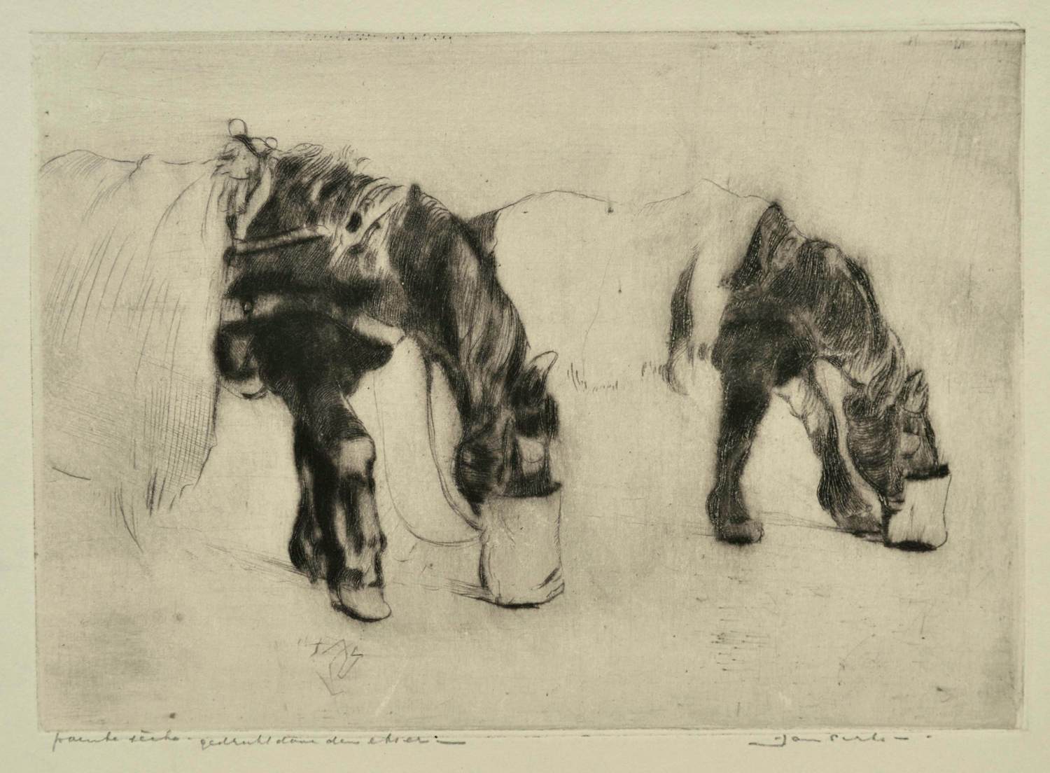 Jan Sirks - paarden kopen? Bied vanaf 25!